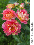 Роза флорибунда Роз де Цистерсьен (Rose des Cisterciens) Delbard. Стоковое фото, фотограф Ольга Сейфутдинова / Фотобанк Лори