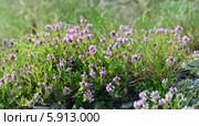 Тимьян маркотхский, или чабрец (лат. Thymus markhotensis Maleev), куст, фон. Стоковое фото, фотограф Игорь Архипов / Фотобанк Лори