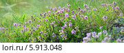 Тимьян маркотхский, или чабрец (лат. Thymus markhotensis Maleev), куст, фон. Стоковое фото, фотограф Игорь Архипов / Фотобанк Лори