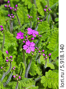 Примула Зибольда ( Primula sieboldii ). Цветущий куст. Стоковое фото, фотограф Евгений Мухортов / Фотобанк Лори