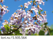 Жакаранда, Jacaranda. Стоковое фото, фотограф Ткачёва Ольга / Фотобанк Лори