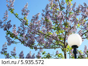 Жакаранда, Jacaranda. Стоковое фото, фотограф Ткачёва Ольга / Фотобанк Лори