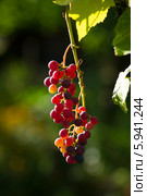 Созревающая гроздь винограда Изабелла (Vitis labrusca L.) Стоковое фото, фотограф Анна Кудрявцева / Фотобанк Лори