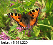 Крапивница обыкновенная на васильках (Aglais urticae, Nymphalis urticae) Стоковое фото, фотограф Беляева Наталья / Фотобанк Лори