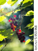 Созревающая гроздь винограда Изабелла (Vitis labrusca L.) Стоковое фото, фотограф Анна Кудрявцева / Фотобанк Лори