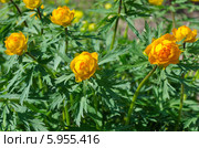 Купальница (лат. Trollius) Стоковое фото, фотограф Елена Коромыслова / Фотобанк Лори