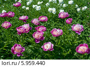 Розовые пионы (лат. Paeonia) Стоковое фото, фотограф Svet / Фотобанк Лори