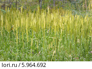 Плаун булавовидный (Lycopodium clavatum) Стоковое фото, фотограф Владимир Блинов / Фотобанк Лори