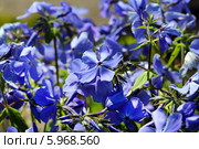 Флокс растопыренный - вид рода Флокс (Phlox) семейства Синюховые (Polemoniaceae).Неприхотливый травянистый многолетник. Стоковое фото, фотограф Евгений Мухортов / Фотобанк Лори