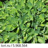 Очиток видный или Седум (Sedum spectabile). Молодые побеги. Вид сверху. Стоковое фото, фотограф Евгений Мухортов / Фотобанк Лори