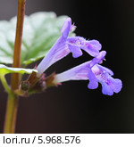 Будра плющевидная (Glechoma hederacea) — вид многолетних травянистых растений рода Будра семейства Яснотковые (Lamiaceae) Стоковое фото, фотограф Евгений Мухортов / Фотобанк Лори