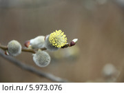 Верба (2011 год). Редакционное фото, фотограф Валерий Акулич / Фотобанк Лори
