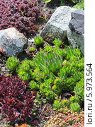Молодило, или Живучка, или Каменная роза (Sempervivum) — род растений семейства Толстянковые. Разные сорта среди камней. Стоковое фото, фотограф Евгений Мухортов / Фотобанк Лори