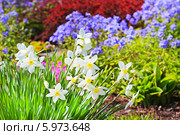Нарцисс ( Narcissus) — род однодольных растений из семейства амариллисовых. Нарцисс на клумбе в окружении других цветов. Стоковое фото, фотограф Евгений Мухортов / Фотобанк Лори