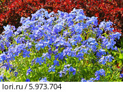 Флокс растопыренный - вид рода Флокс (Phlox) семейства Синюховые (Polemoniaceae).Неприхотливый травянистый многолетник. Стоковое фото, фотограф Евгений Мухортов / Фотобанк Лори