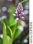 Ятрышник шлемоносный (Orchis militаris) — многолетнее травянистое растение семейства Орхидные (Orchidaceae). Дикорастущие растения Сибири. Стоковое фото, фотограф Евгений Мухортов / Фотобанк Лори