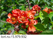 Цветущая айва японская, или хеномелес (лат. Chaenomeles japonica) Стоковое фото, фотограф Елена Коромыслова / Фотобанк Лори