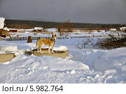 Западносибирская лайка в деревенском дворе зимой (2014 год). Стоковое фото, фотограф Bala-Kate / Фотобанк Лори