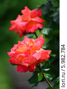 Роза (rose) Стоковое фото, фотограф Игорь Архипов / Фотобанк Лори