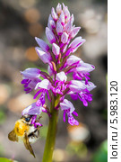 Ятрышник шлемоносный (Orchis militаris) — многолетнее травянистое растение семейства Орхидные (Orchidaceae). Дикорастущие растения Сибири. Стоковое фото, фотограф Евгений Мухортов / Фотобанк Лори