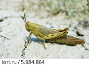 Саранча Locusta migratoria крупным планом. Стоковое фото, фотограф Инна Грязнова / Фотобанк Лори