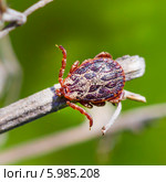 Пастбищный клещ (Dermacentor marginatus). Клещ в естественной среде обитания. Стоковое фото, фотограф Евгений Мухортов / Фотобанк Лори