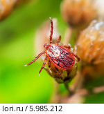 Пастбищный клещ (Dermacentor marginatus). Клещ в естественной среде обитания. Стоковое фото, фотограф Евгений Мухортов / Фотобанк Лори