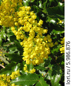 Соцветие магонии падуболистной - Mahonia aquifolia. Стоковое фото, фотограф Беляева Наталья / Фотобанк Лори