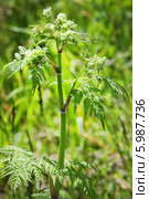 Купырь лесной (Anthriscus sylvestris) — двулетнее травянистое растение, вид рода Купырь (Anthriscus) семейства Зонтичные (Apiaceae). Дикорастущие растения Сибири. Стоковое фото, фотограф Евгений Мухортов / Фотобанк Лори