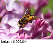 Helophilus pendulus, семейство мухи журчалки (Syrphidae) на цветке сирени. Стоковое фото, фотограф Григорий Писоцкий / Фотобанк Лори