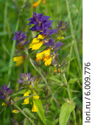 Иван-да-Марья или марьянник дубравный (лат. Melampyrum nemorosum) Стоковое фото, фотограф Елена Коромыслова / Фотобанк Лори