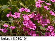 Кислица членистая, оxalis articulata. Стоковое фото, фотограф Татьяна Ляпи / Фотобанк Лори