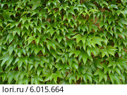 Девичий виноград триостренный (Parthenocissus tricuspidata Planch.), фон. Стоковое фото, фотограф Ирина Борсученко / Фотобанк Лори