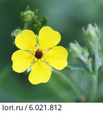 Лапчатка распростертая ( Potentilla humifusa Willd. ex Schlecht ). Цветок крупно. Стоковое фото, фотограф Евгений Мухортов / Фотобанк Лори