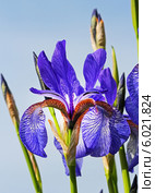 Ирис сибирский (Iris sibirica) — многолетнее корневищное растение. Цветок крупно. Стоковое фото, фотограф Евгений Мухортов / Фотобанк Лори