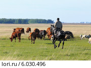 Пастух на лошади пасет домашний скот на пастбище в Кулундинской степи. Алтайский край. Стоковое фото, фотограф Григорий Писоцкий / Фотобанк Лори