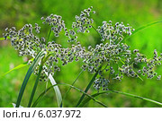 Камыш лесной (Scirpus sylvaticus). Дикорастущие растения Сибири. Стоковое фото, фотограф Евгений Мухортов / Фотобанк Лори