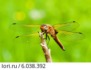 Стрекоза Симпетрум (Sympetrum flaveolum) сидит на сломанной ветке. Стоковое фото, фотограф Игорь Низов / Фотобанк Лори