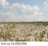 Поле белых одуванчиков и небо с облаками. Стоковое фото, фотограф Мария Ходарева / Фотобанк Лори