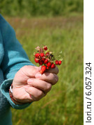 Букетик спелой лесной земляники в женской руке (Fragaria vesca) Стоковое фото, фотограф Щеголева Ольга / Фотобанк Лори