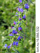 Синяк обыкновенный (Echium vulgare) — травянистое растение,вид рода Синяк семейства Бурачниковые (Boraginaceae) Стоковое фото, фотограф Евгений Мухортов / Фотобанк Лори