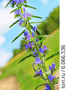 Синяк обыкновенный (Echium vulgare) — травянистое растение,вид рода Синяк семейства Бурачниковые (Boraginaceae) Стоковое фото, фотограф Евгений Мухортов / Фотобанк Лори