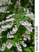 Цветущая дейция шершавая, или звездчатая (Deutzia scabra Thunb.) Стоковое фото, фотограф Ирина Борсученко / Фотобанк Лори
