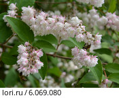 Цветет дейция шершавая, или звездчатая (Deutzia scabra Thunb.) Стоковое фото, фотограф Ирина Борсученко / Фотобанк Лори