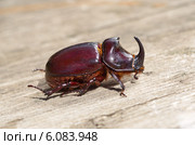 Жук-носорог обыкновенный (лат. Oryctes nasicornis) Стоковое фото, фотограф Елена Коромыслова / Фотобанк Лори