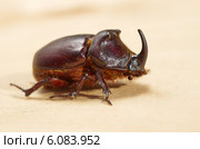 Жук-носорог обыкновенный (лат. Oryctes nasicornis) Стоковое фото, фотограф Елена Коромыслова / Фотобанк Лори