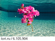 Ветка с красными цветами в воде. Стоковое фото, фотограф Владимир Сурков / Фотобанк Лори
