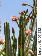 Кактус цереус (Cereus jamacaru) на фоне неба. Стоковое фото, фотограф Татьяна Ляпи / Фотобанк Лори