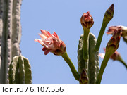 Кактус цереус (Cereus jamacaru) на фоне неба. Стоковое фото, фотограф Татьяна Ляпи / Фотобанк Лори
