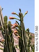 Кактус цереус (Cereus jamacaru) на фоне неба. Стоковое фото, фотограф Татьяна Ляпи / Фотобанк Лори